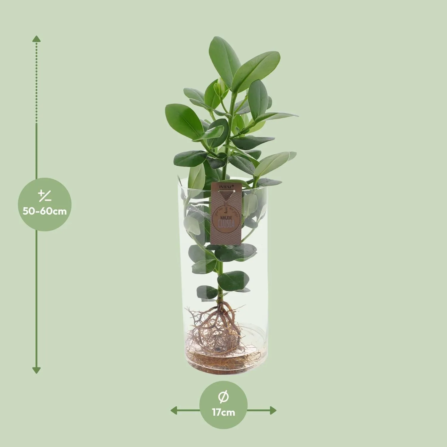 Clusia (Autograph Tree) In Cylinder Glass XXL ↑ 60 cm