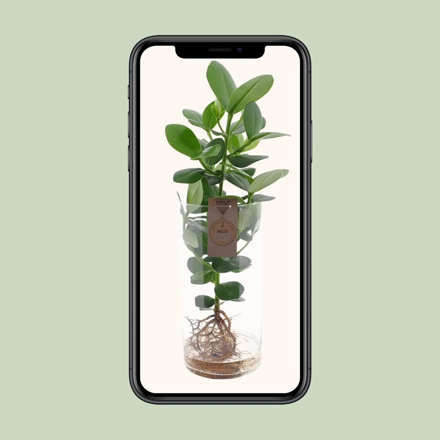 Clusia (Autograph Tree) In Cylinder Glass XXL ↑ 60 cm