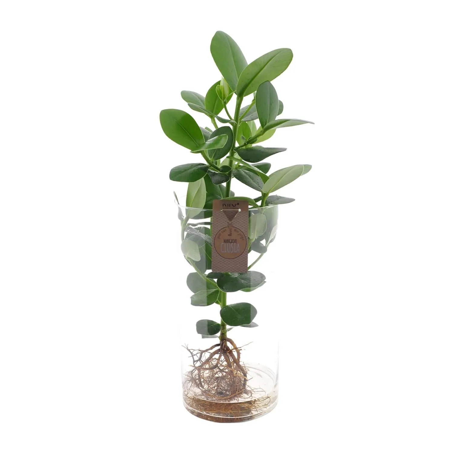 Clusia (Autograph Tree) In Cylinder Glass XXL ↑ 60 cm